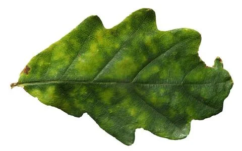  a close up of a single oak leaf beginning to turn from green to yellow on... Foto stock