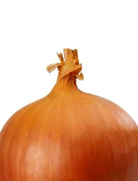CLOSE UP OF SINGLE ONION ON WHITE BACKGROUND Stock Photos