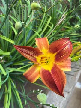 Close up of single, orange colored, blooming daylily flower . sunny day 스톡 사진