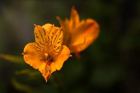 Close up of single, orange colored, blooming daylily flower . High quality ph Stock Photos