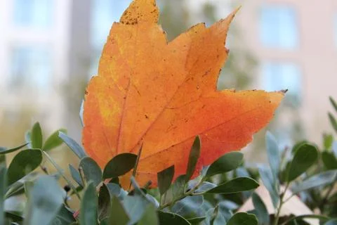 Close up of single orange leaf Stock Photos