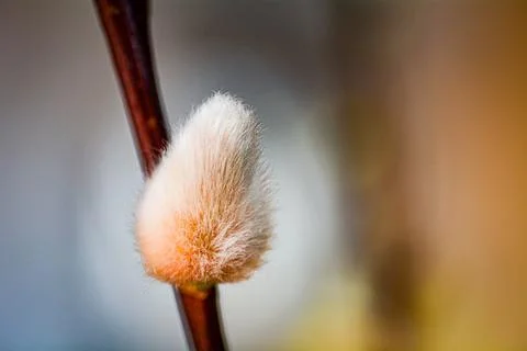 Close-up of a single palm catkin Stock Photos