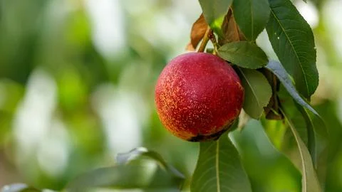 Close-up of single peach on tree branch Stock Photos
