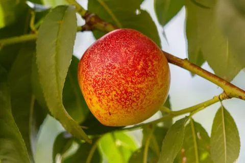 Close-up of a single peach on tree branch Stock Photos