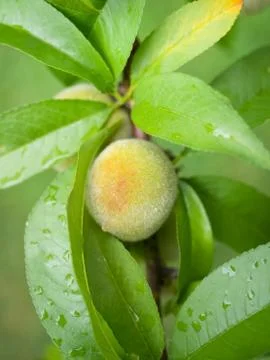 Close up of single peach on the tree Stock Photos