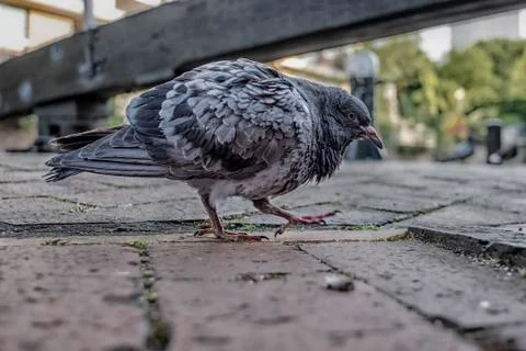 A close up of a single Pigeon, walking on red brick floor, looking for food. Stock Photos