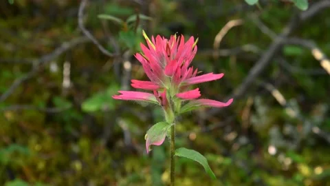 Close-up of a single pink Indian Paintbrush wildflowers  Stock Footage 138891445