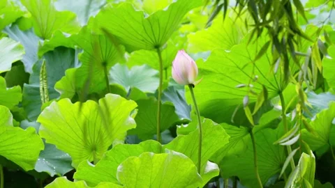 Close up of a single pink lotus bud surrounded by lush green leaves Stock Footage 342308855