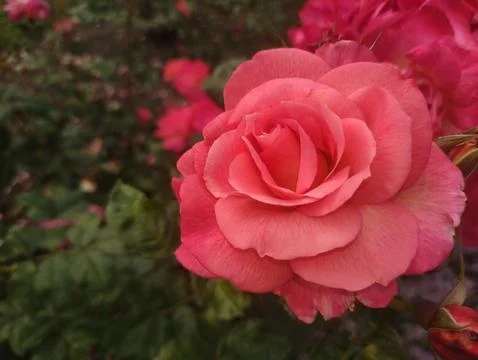 A close-up of a single pink rose in bloom, surrounded by green leaves Stock Photos
