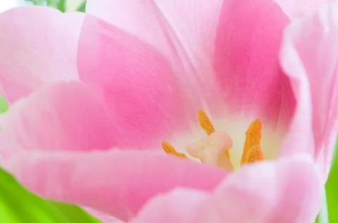 Close Up on single pink tulip. Stock Photos