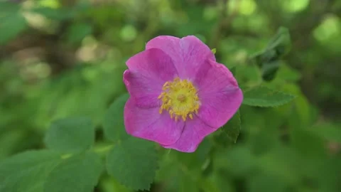 Close-up of a single pink wild roses with a yellow center Stock Footage 139638101