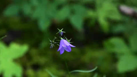 Close-up of a single purple bell-shaped wildflower Stock Footage 136484125