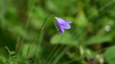 Close-up of a single purple bell-shaped wildflowe Stock Footage 141468517