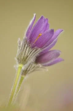 Close-up of a single purple Pasque flower (Pulsatilla vulgaris), Upper Stock Photos