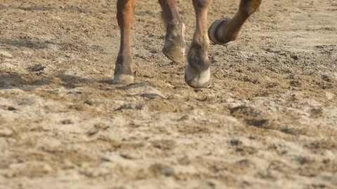 Close up of single racing horse Stock Footage 86498814
