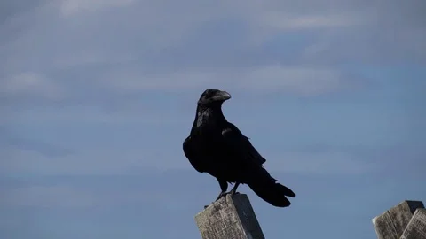 Close up of a single Raven (Corvus corax) perched on a post Stock Footage 78256255