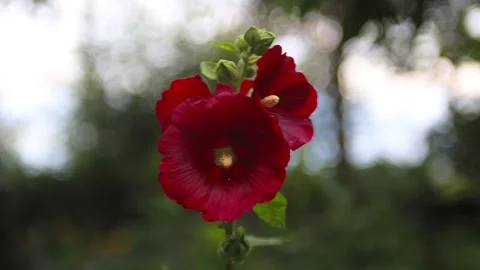 Close-up of single red flower with beautiful lighting effect. Stock Footage 125483758