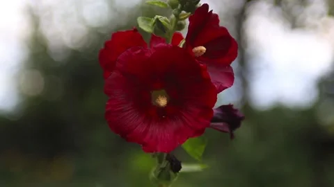 Close-up of single red flower with beautiful lighting effect. Stock Footage 125483809