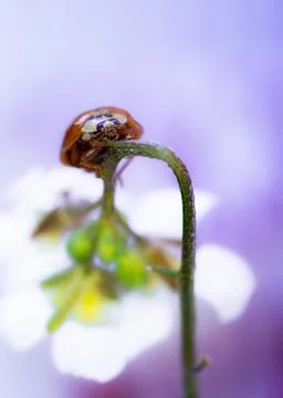 Close-up of a single red ladybird on a pink flower stem Stock Photos