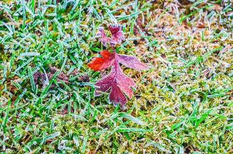 Close-up of a single red leaf covered in frost on green grass during a cold.. Stock Photos