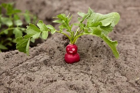 Close-up of a single red radish growing in the soil of a greenhouse Foto stock