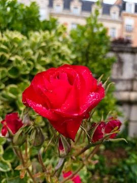 Close-up of a single red rose Fotos de archivo