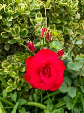 Close-up of a single red rose Fotos de archivo