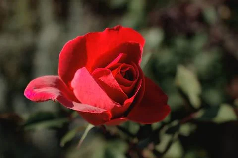 Close-up of a single red rose in sunlight with soft green background and de.. Stock Photos