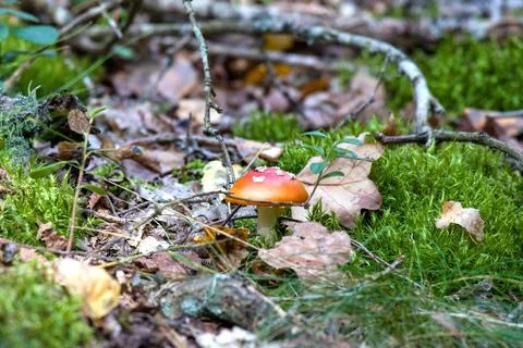 Close up of single red toadstool mushroom in the forest. Stock Photos