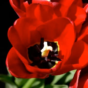 Close up of a single red tulip bloom Stock Photos