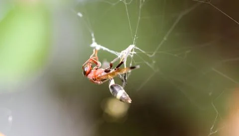 Close up of Single red wasp in the cobweb Stockfoto's