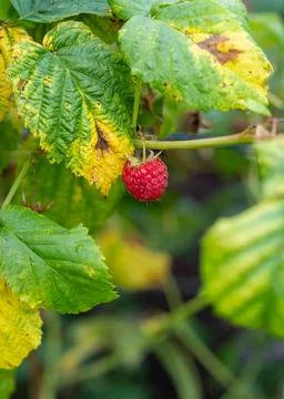 Close up of single ripe raspberry growing on bush among green leaves. Fresh f Stock Photos