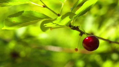 Close-up of a Single Ripe Red Cherry Hanging on a Branch in the Orchard 스톡 동영상 339630804
