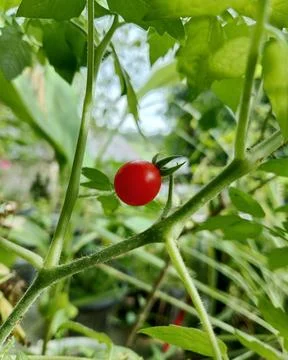 Close up of a single ripe red cherry tomato on the vine Stock Photos