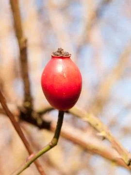 Close up of single rose hip red head berry winter forage Stock Photos