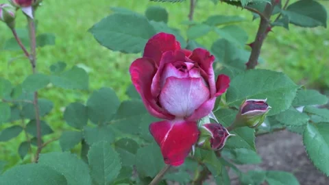 Close-Up Of A Single Rose Swaying With The Wind 스톡 동영상 233293457