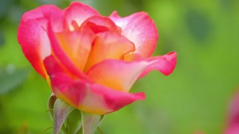 Close-up of a single rose with vibrant dual-colored petals, gently swaying .. Stock Footage 293087387