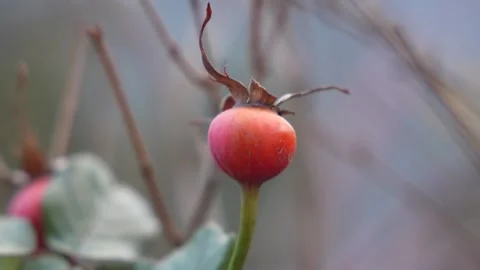 Close up of a single rosehip berry on a bare branch Stock Footage 263102152