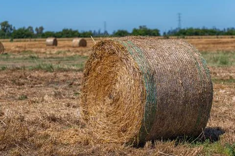 Close-up of Single Round Hay Bale with Green Netting Stock Photos