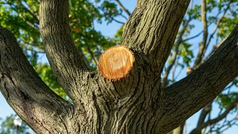 Close-Up of a Single Sawed-Off Tree Branch Stock Photos