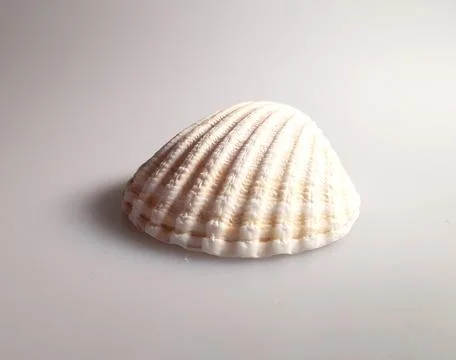 Close up of single shell with pattern detail against plain white background Stock Photos
