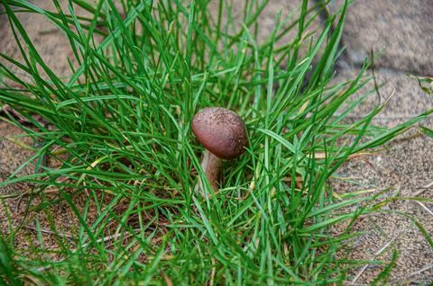 Close up of a single small brown wild mushroom growing in bright green gras.. Stock Photos