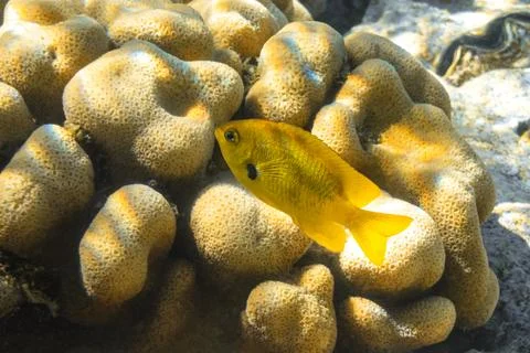 Close Up Of The Single Small Yellow Fish Over The Hard Brain Coral (Mussidae) Stock Photos