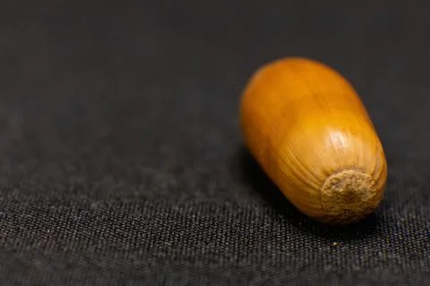 A close-up of a single, smooth brown acorn resting on a dark, textured surfac Stock Photos