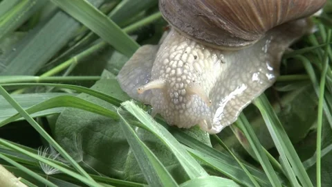A close-up of a single snail among green grass and green leaves  a symbol of  動画素材 309518792