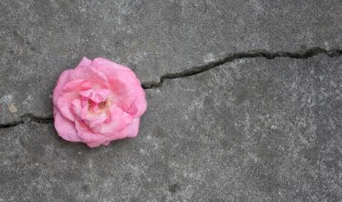 Close-up of Single softness pink rose flower on stone background Stock Photos