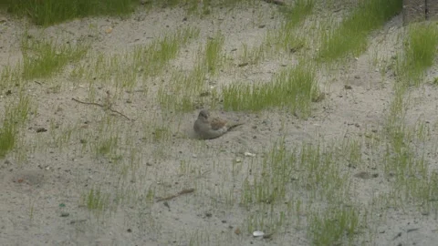 Close up of Single sparrow digging around in sand on bare lawn Stock Footage 195978139