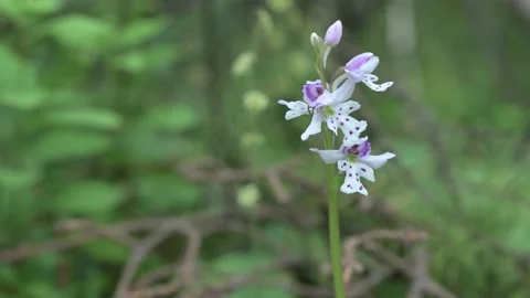 Close-up of a single stem of spotted Fairy-slipper wild orchids Stock Footage 142241462