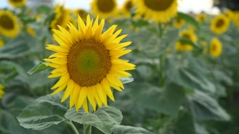 Close-up of a Single Sunflower Gently Moving in a Summer Breeze Stock Footage 314329953