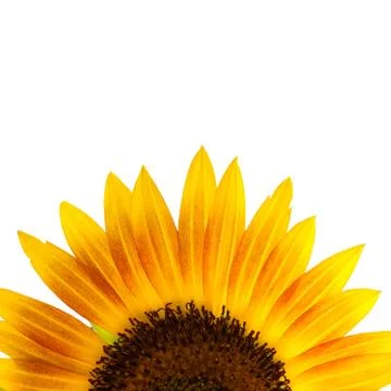 Close up of single sunflower isolate on white background Foto stock